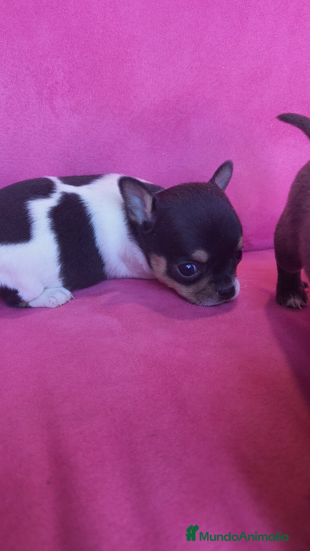 Chihuahua perros en venta: Chihuahua Toy macho y hembra  - Anuncio 8