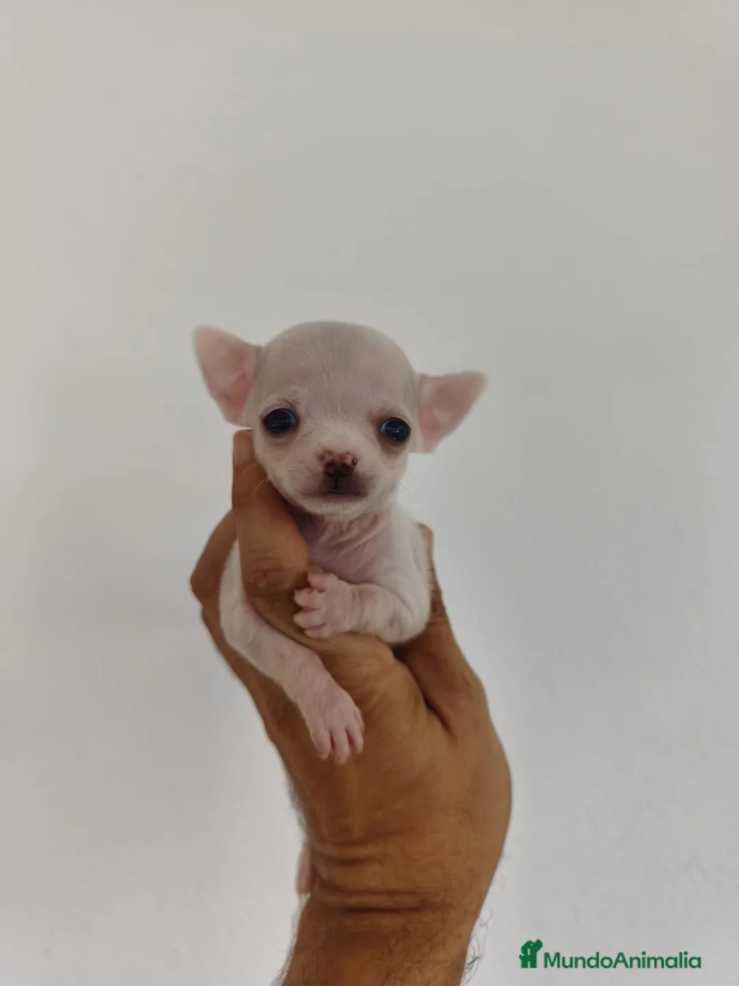 Chihuahua perros en venta: CHIHUAHUA - Anuncio 2