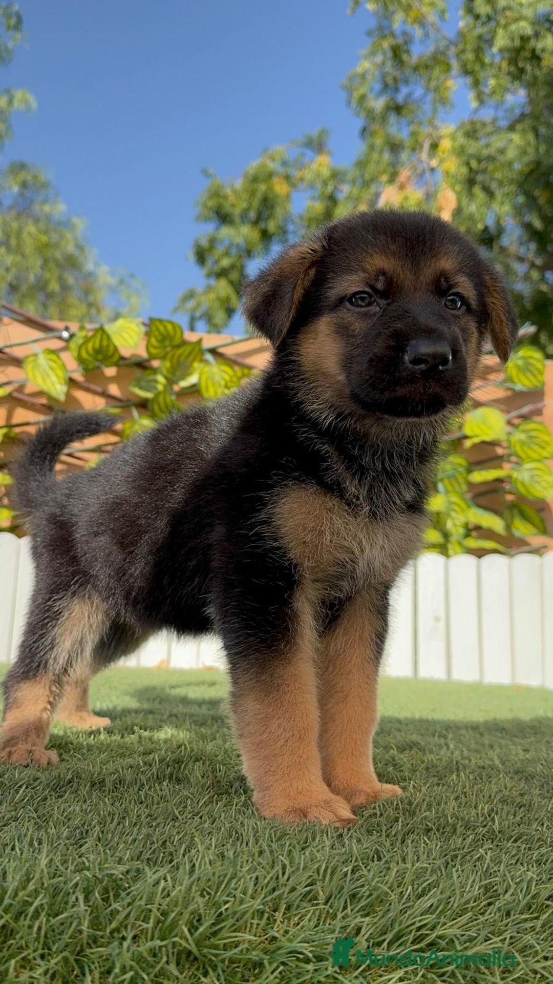 Pastor Alemán perros en venta: PASTOR ALEMAN - Imagen 9