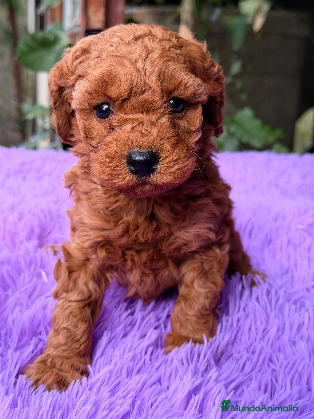 Caniche Enano perros en venta: CANICHE ROJO INTENSO DISPONIBLES - Anuncio 5