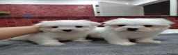 Bichón Maltés perros en venta: Bichón Maltes - Anuncio 3