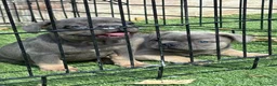 Bulldog Francés perros en venta: Cachorros de bulldog francés exóticos  - Anuncio 8