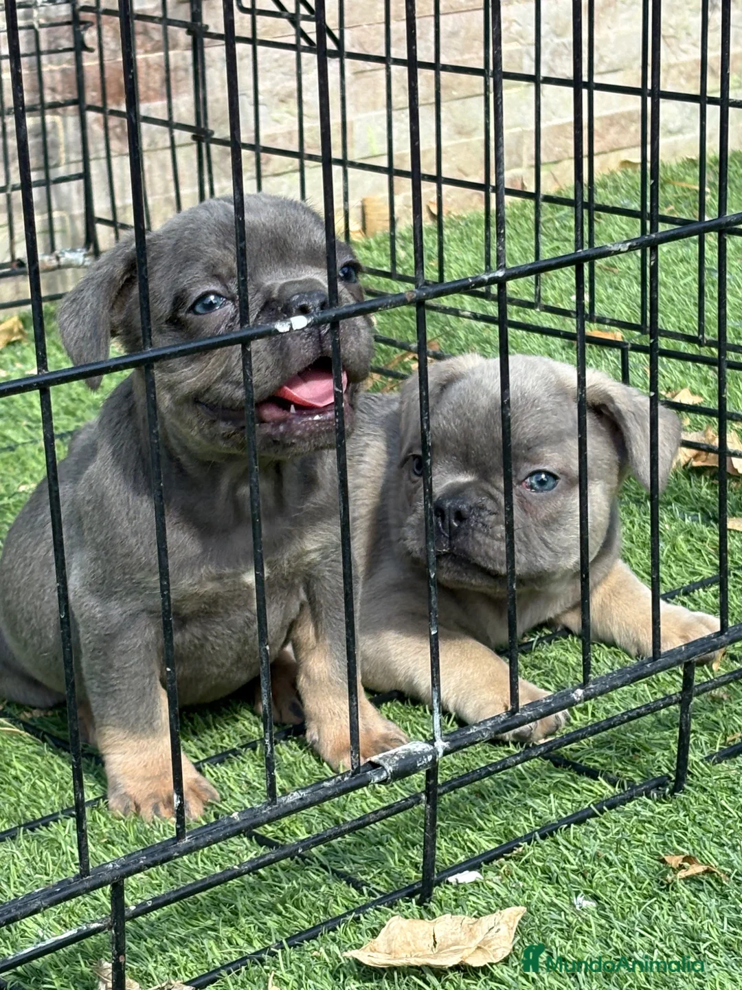 Bulldog Francés perros en venta: Cachorros de bulldog francés exóticos  - Anuncio 8