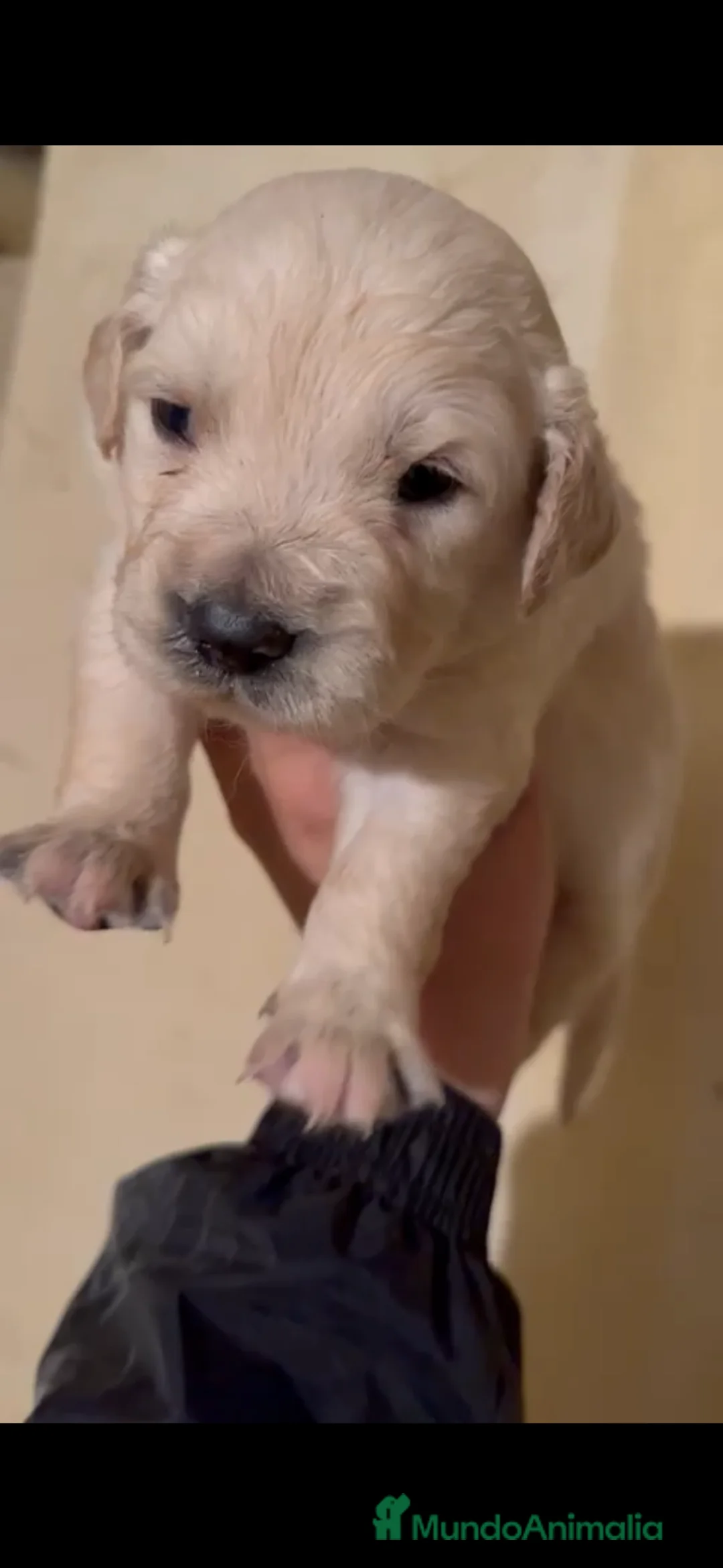 Golden Retriever perros en venta: Golden retriever  - Anuncio 7