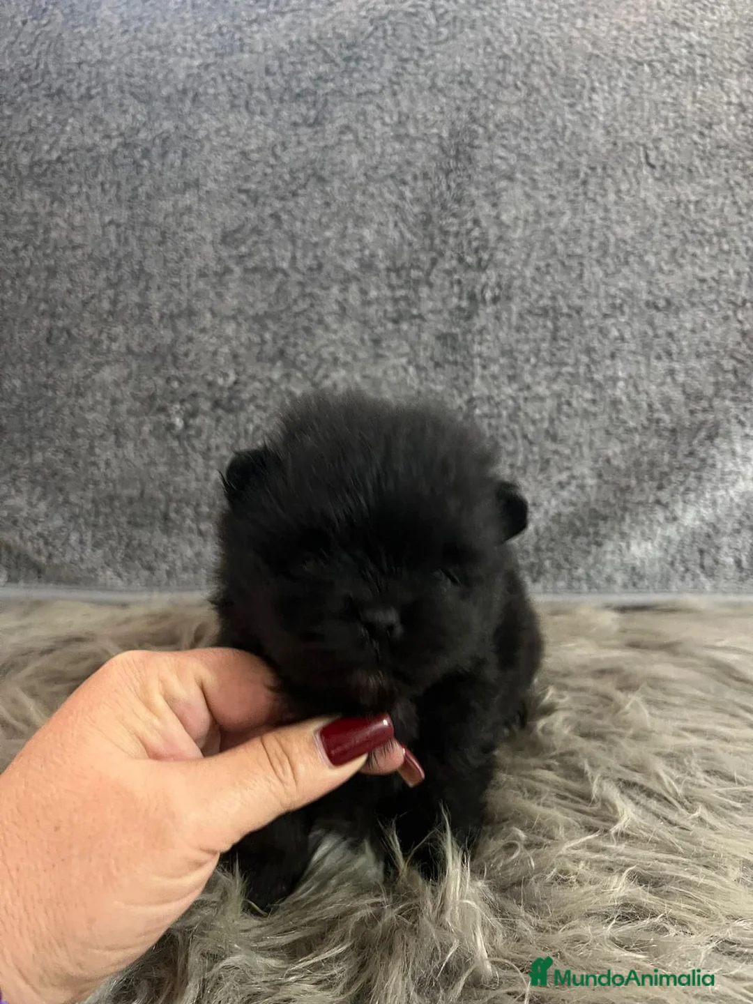 Pomerania perros en venta: POMERANIA MINI TOY NEGRA - Anuncio 2