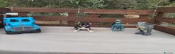Chihuahua perros en venta: CHIHUAHUAS TOYS CABEZA de 🍎🍎 🥰🥰🥰 - Anuncio 13