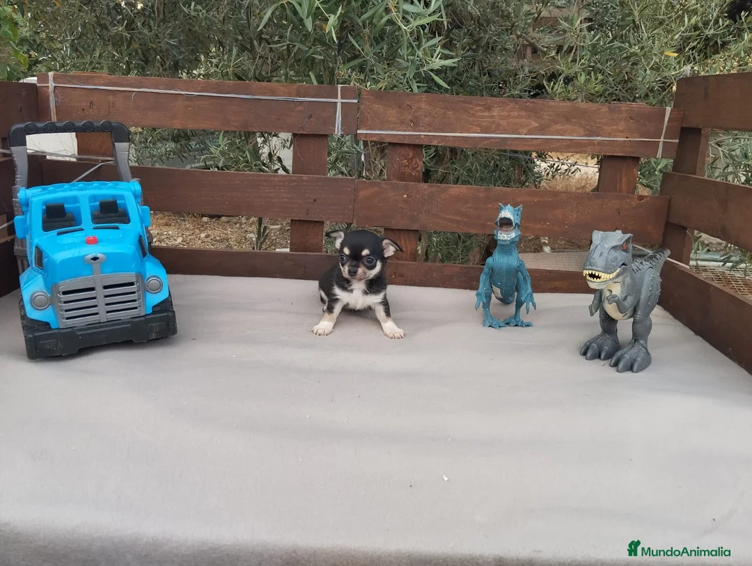 Chihuahua perros en venta: CHIHUAHUAS TOYS CABEZA de 🍎🍎 🥰🥰🥰 - Anuncio 13