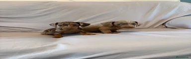 Teckel 2