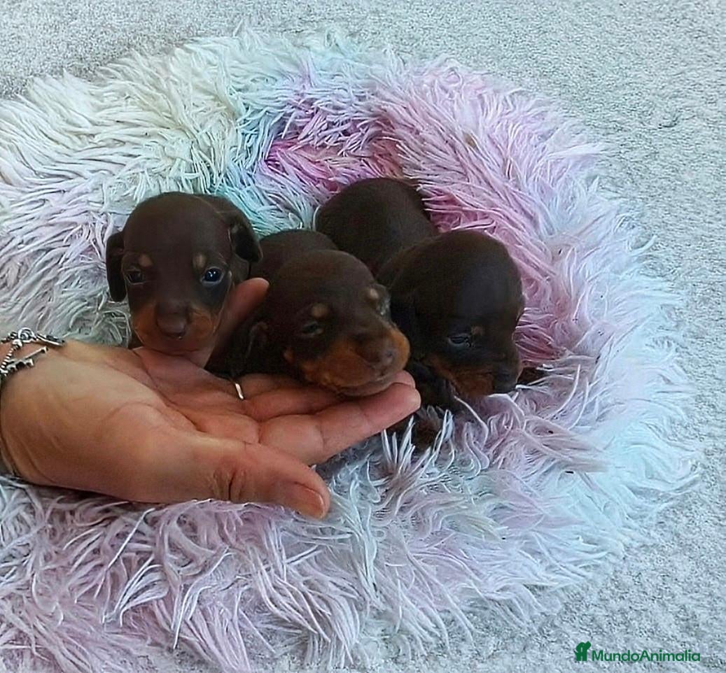 Teckel Miniatura perros TECKEL HEMBRITAS MINIATURAS CHOCOLATE FUEGO  - Anuncio 1