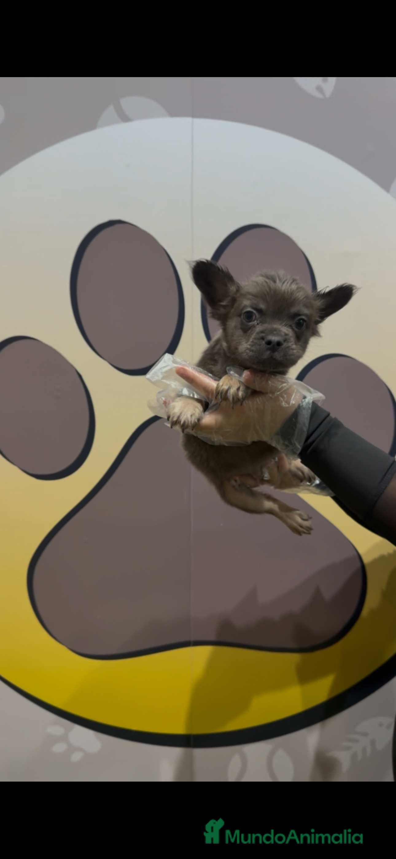 Bulldog Francés perros Bulldog francés fluffy - Anuncio 4