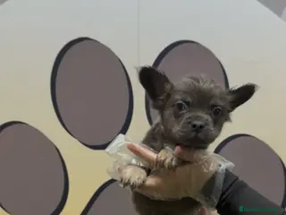 Bulldog Francés perros Bulldog francés fluffy - Anuncio 35