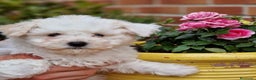 Bichón Frisé perros en venta: Bichon Frise - Anuncio 4