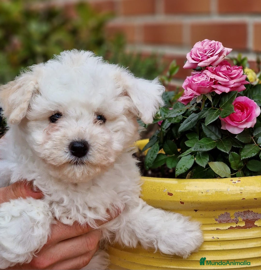 Bichón Frisé perros en venta: Bichon Frise - Imagen 4