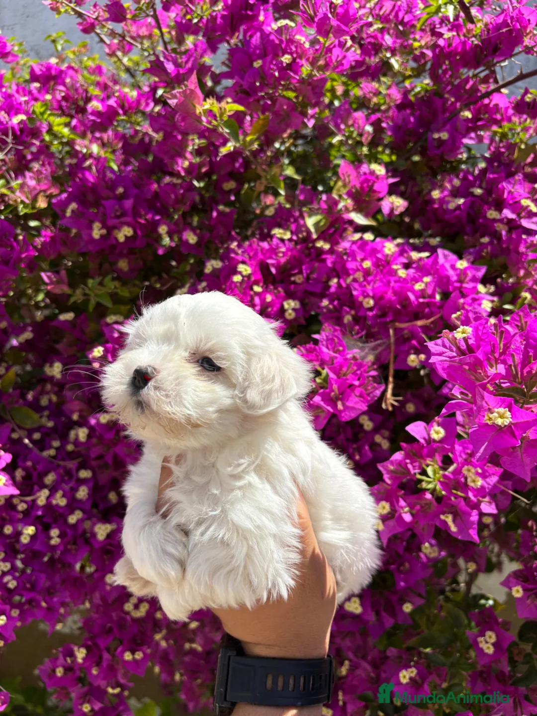 Bichón Maltés perros en venta: Bichon Maltés Toy  - Anuncio 3