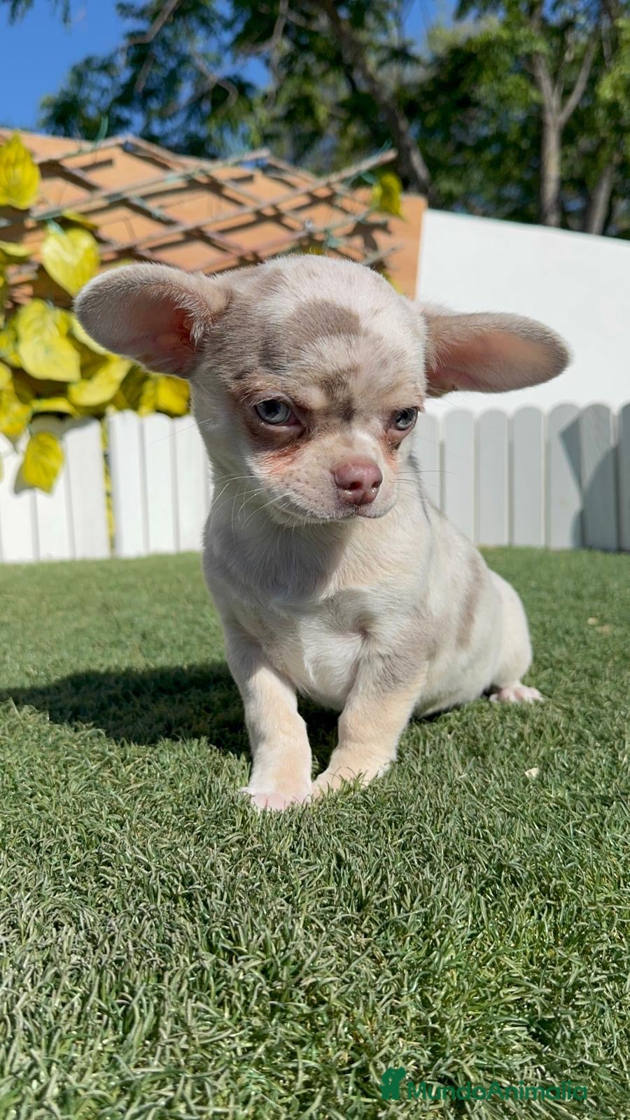 Chihuahua perros CHIHUAHUA MERLE - Anuncio 1