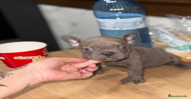 Bulldog Francés perros - Anuncio 8