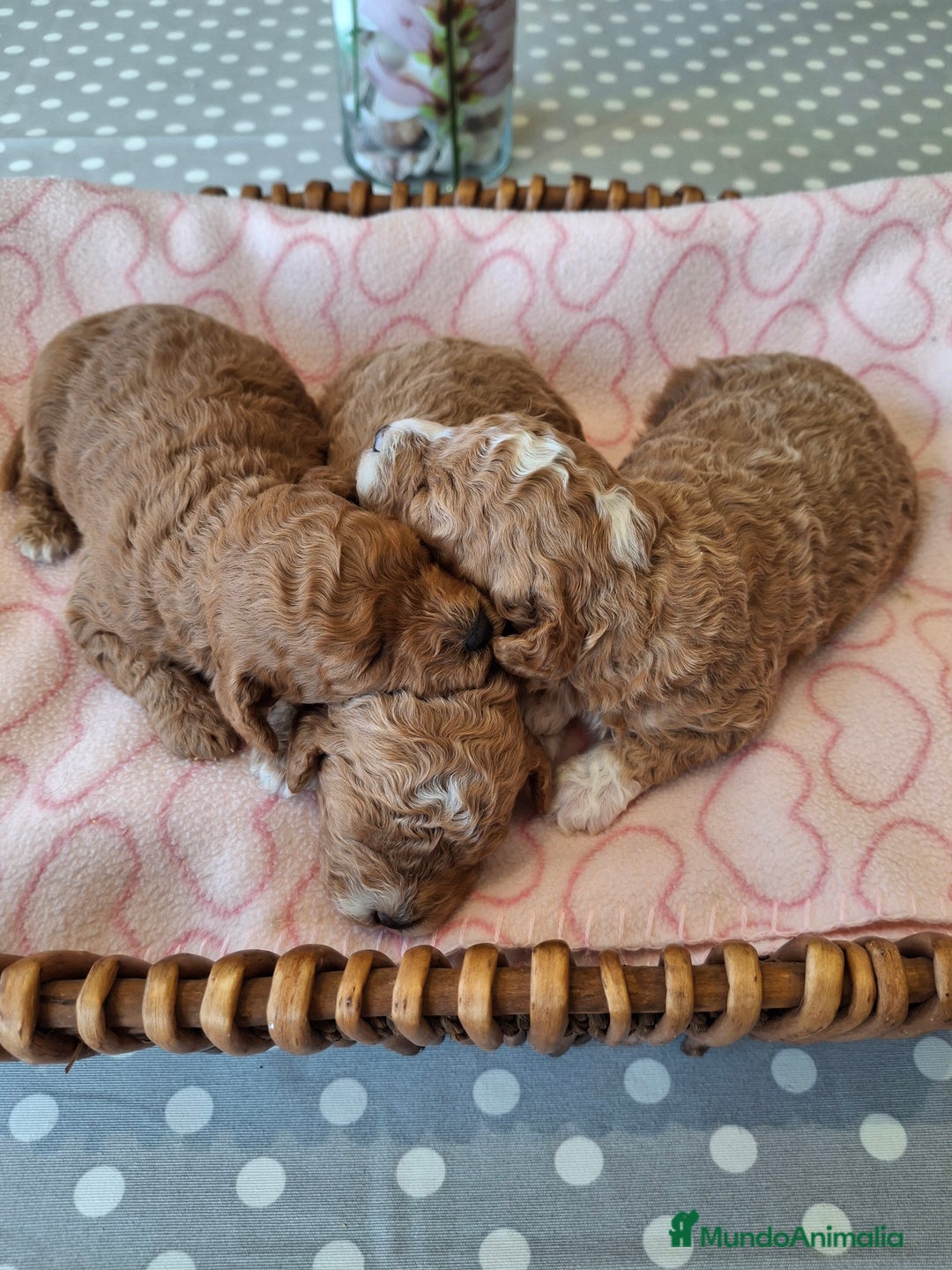 Caniche Toy perros en venta: Caniche apricot - Anuncio 8