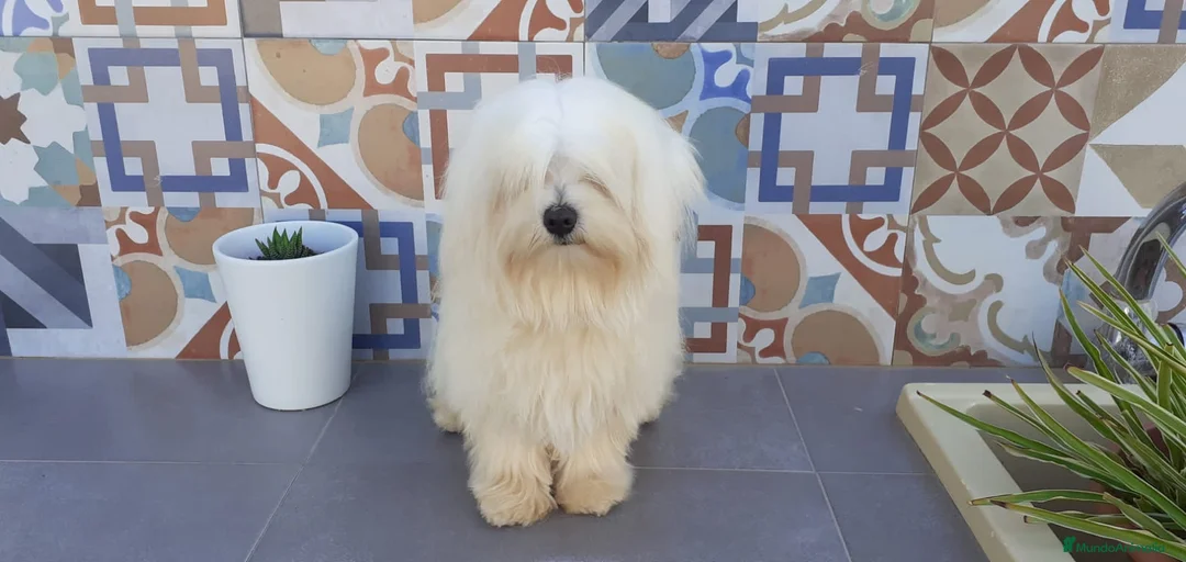 Imagen de galería {{count}}