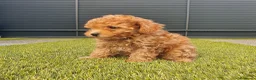 Caniche Toy perros en venta: Caniche miniatura  - Anuncio 5