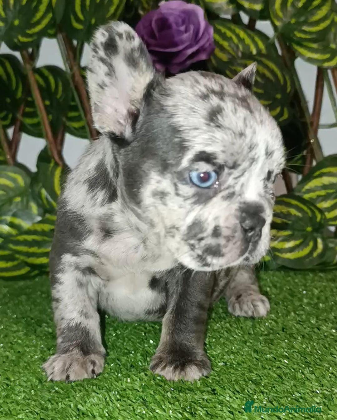 Bulldog Francés perros en venta: Frenchis bulldog  - Anuncio 7