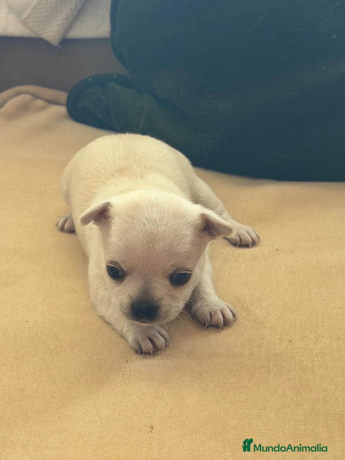 Chihuahua perros en venta: Chihuahua camada - Anuncio 1