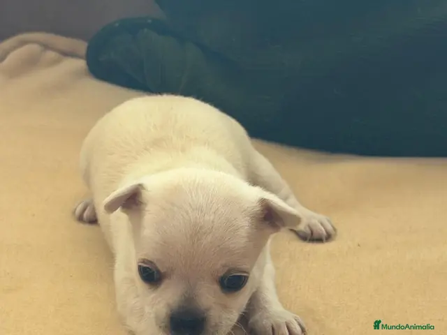 Chihuahua perros en venta: Chihuahua camada - Anuncio 1