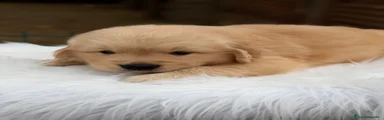 Golden Retriever 3