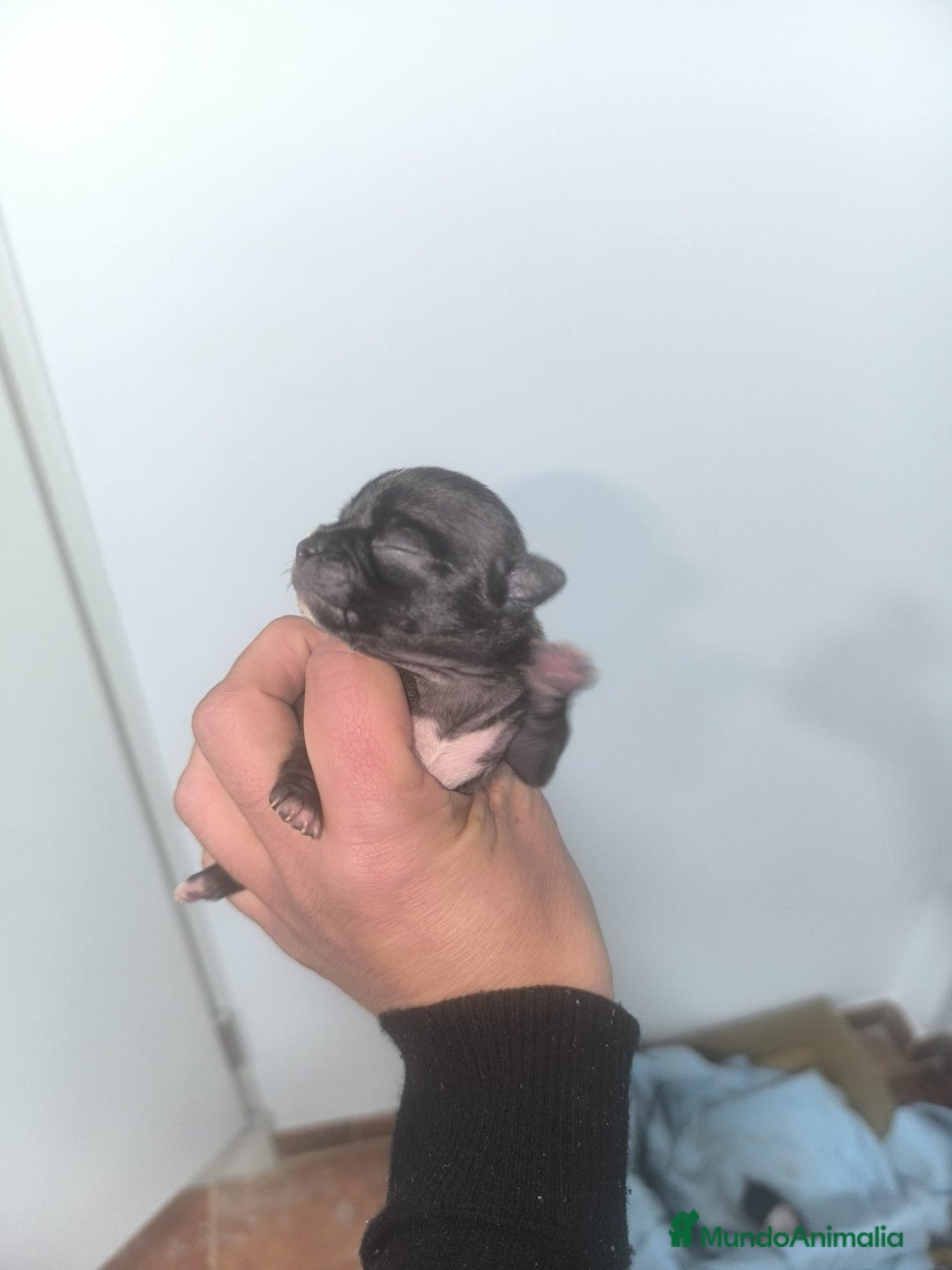 Chihuahua perros en venta: Chihuahuas cabeza de manzana toy - Imagen 3