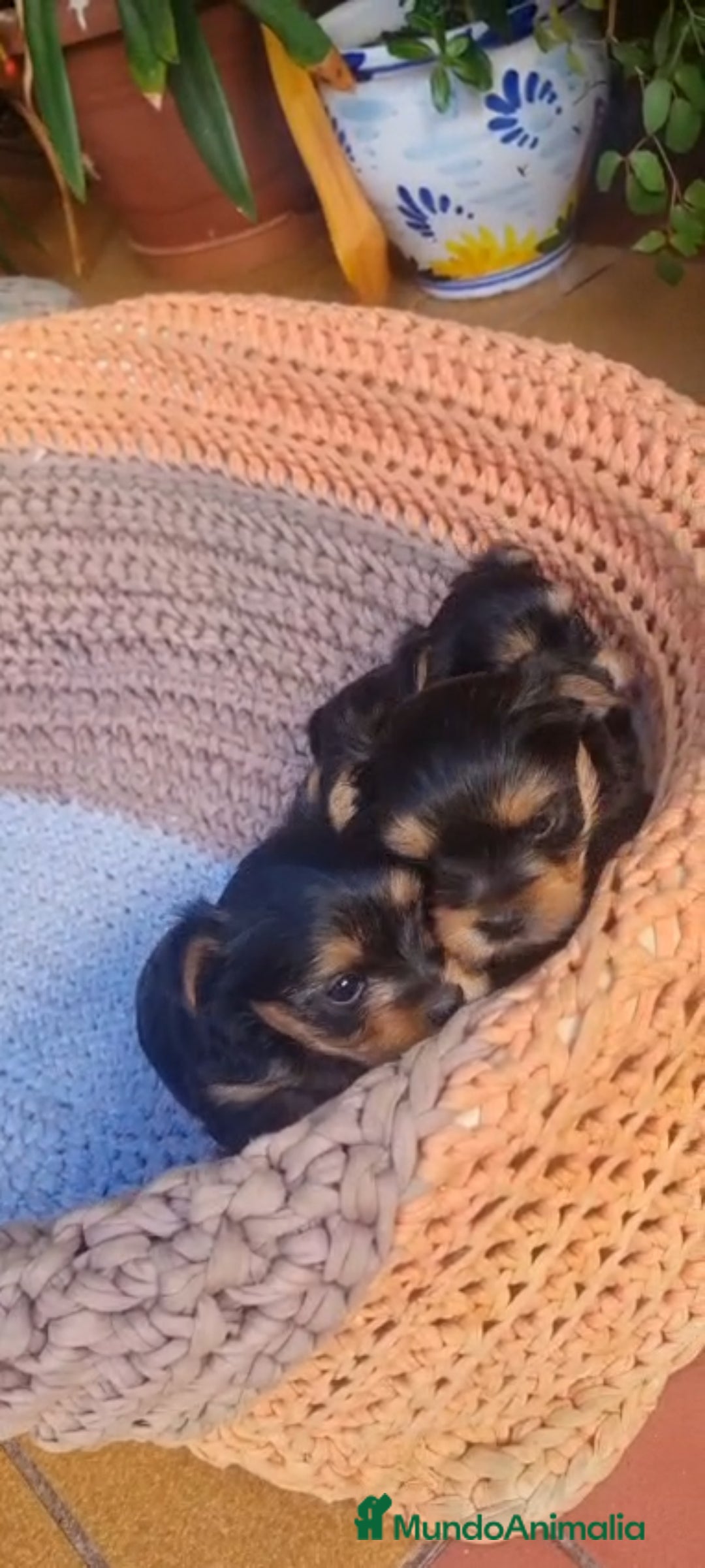 Yorkshire Terrier perros en venta: Yorkshire toy  - Anuncio 5