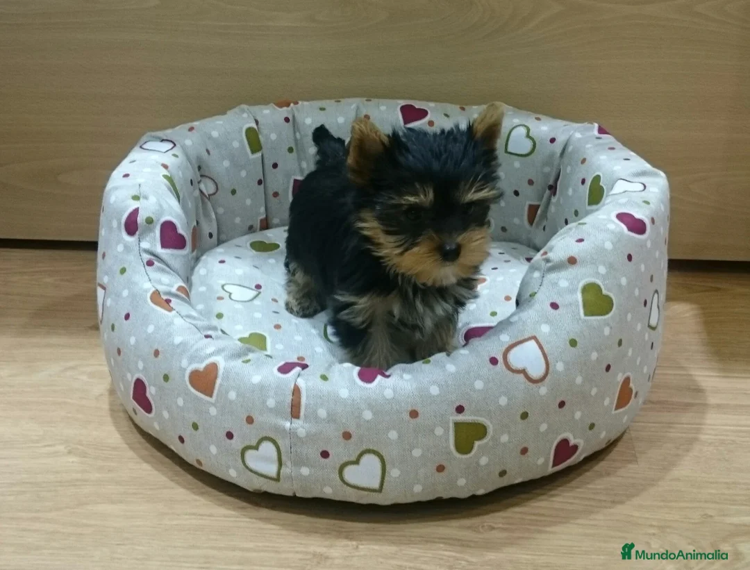 Yorkshire Terrier perros en venta: Yorkshire Terrier en Barcelona - Anuncio 3