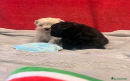 Raza Mixta perros en venta: Pomapoo Hembrita negra!!  - Imagen 3