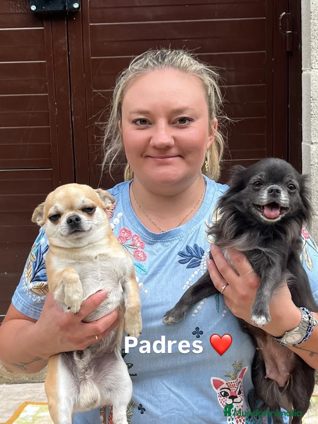 Chihuahua perros en venta: Preciosos chihuahuas  - Anuncio 10