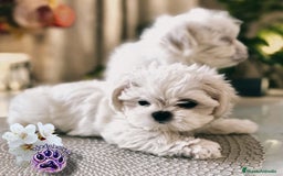 Bichón Maltés perros en venta: Macho bichon maltes coreano - Imagen 1