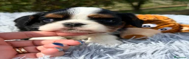Cavalier King Charles Spaniel Cachorro 1
