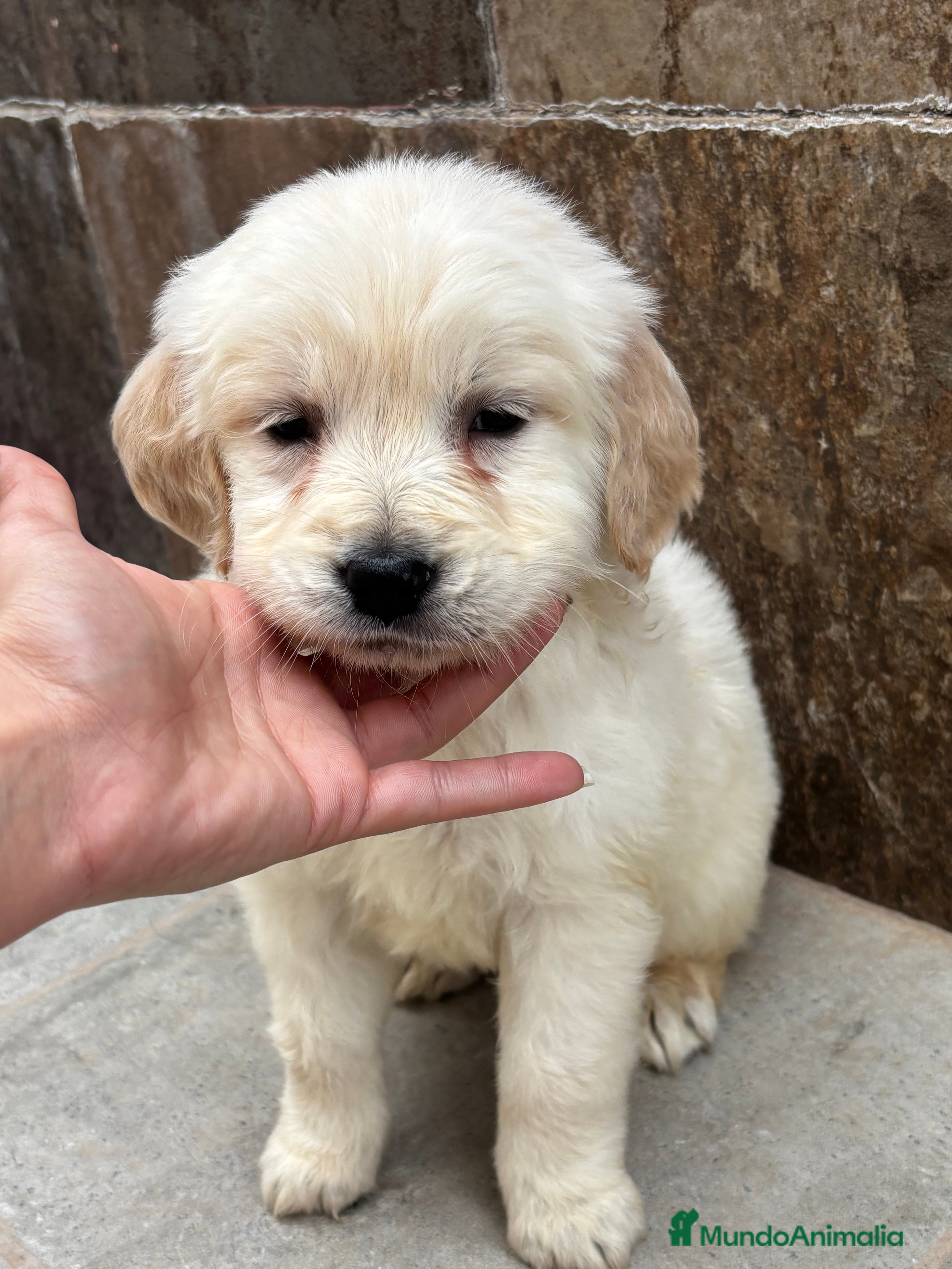 Golden Retriever perros Últimos machos golden retriever línea americana  en Córdoba - Anuncio 2