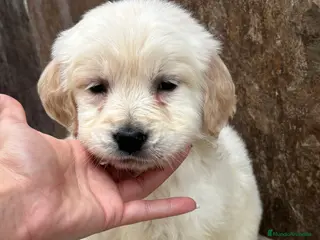 Golden Retriever perros Últimos machos golden retriever línea americana en Córdoba - Anuncio 2