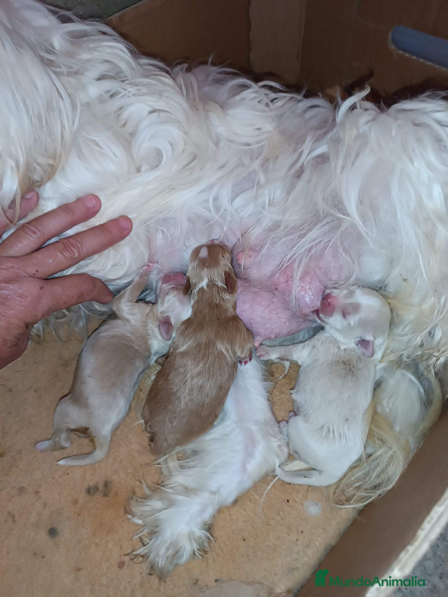 Maltipoo perros MALTIPOOS  - Anuncio 7