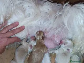 Maltipoo perros MALTIPOOS - Anuncio 7
