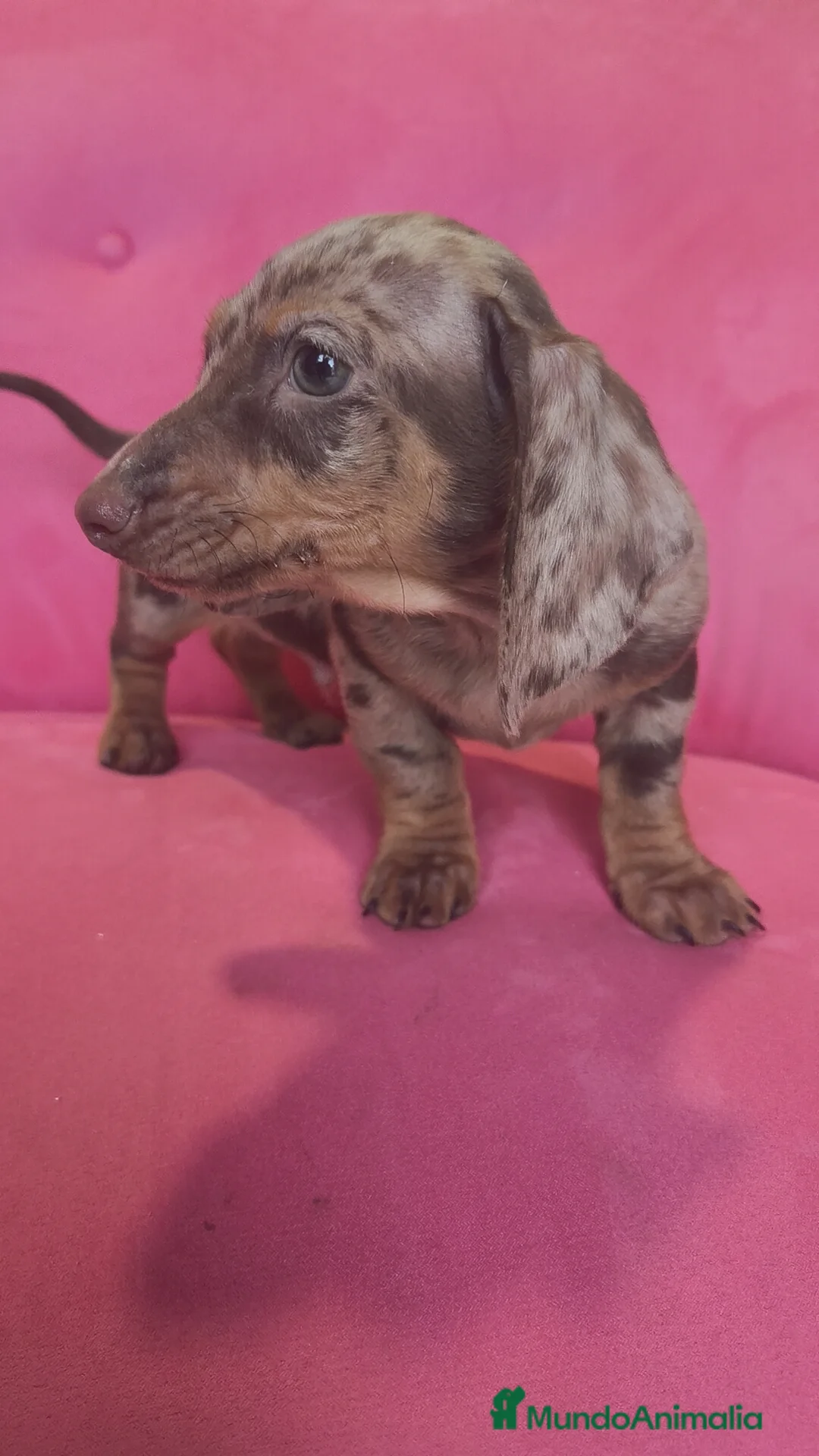 Teckel Miniatura perros en venta: Teckel mini arlequín macho - Anuncio 2