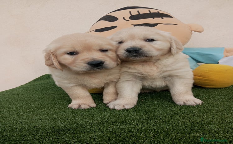 Golden Retriever perros - Anuncio 3