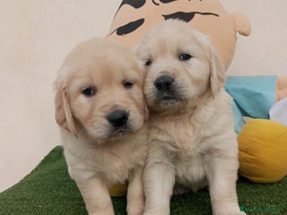 Golden Retriever perros - Anuncio 22