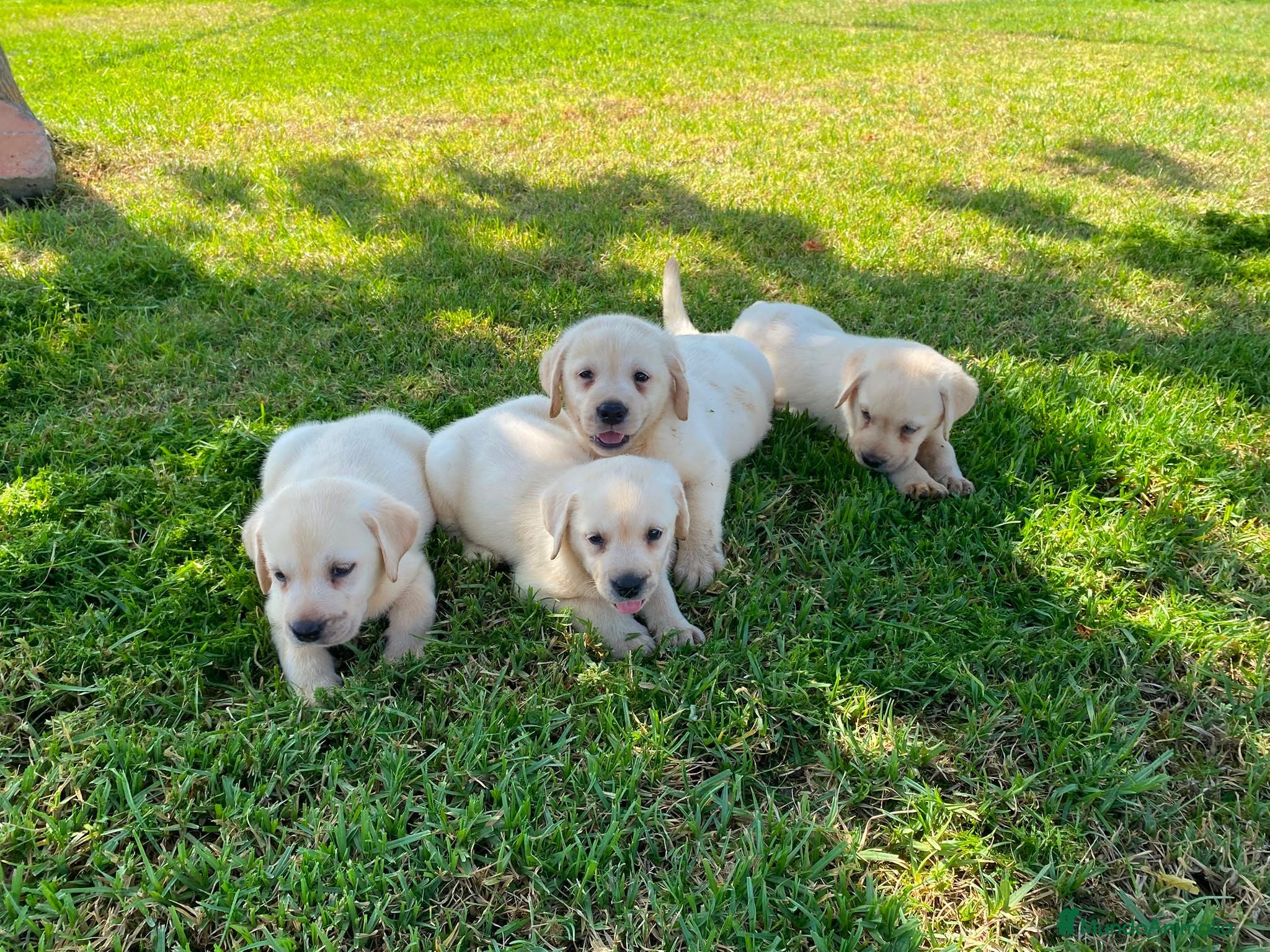 Labrador Retriever perros Labrador Retrieve - Anuncio 3