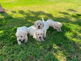 Labrador Retriever perros Labrador Retrieve - Anuncio 1