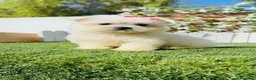 Bichón Maltés perros en venta: BICHON MALTES - HEMBRA - Anuncio 31