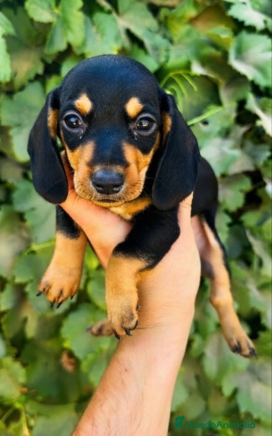 Teckel Miniatura perros en venta: Teckel miniatura - Anuncio 1