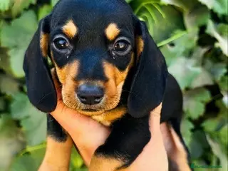 Teckel Miniatura perros Teckel miniatura - Anuncio 1