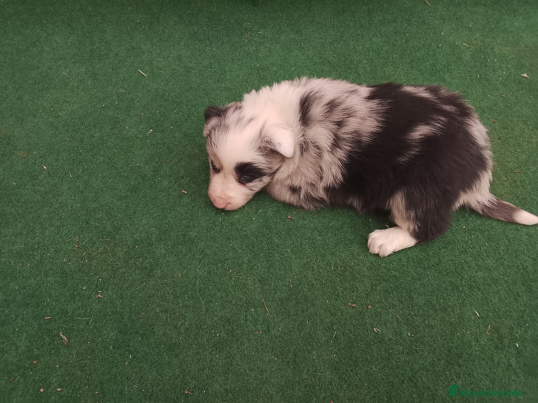 Border Collie perros en venta: Cachorros de border collie  - Anuncio 3