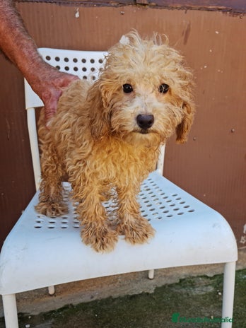 Maltipoo perros - Anuncio 5