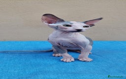 Sphynx gatos en venta: Preciosa hembrita lista para entregar  - Imagen 1