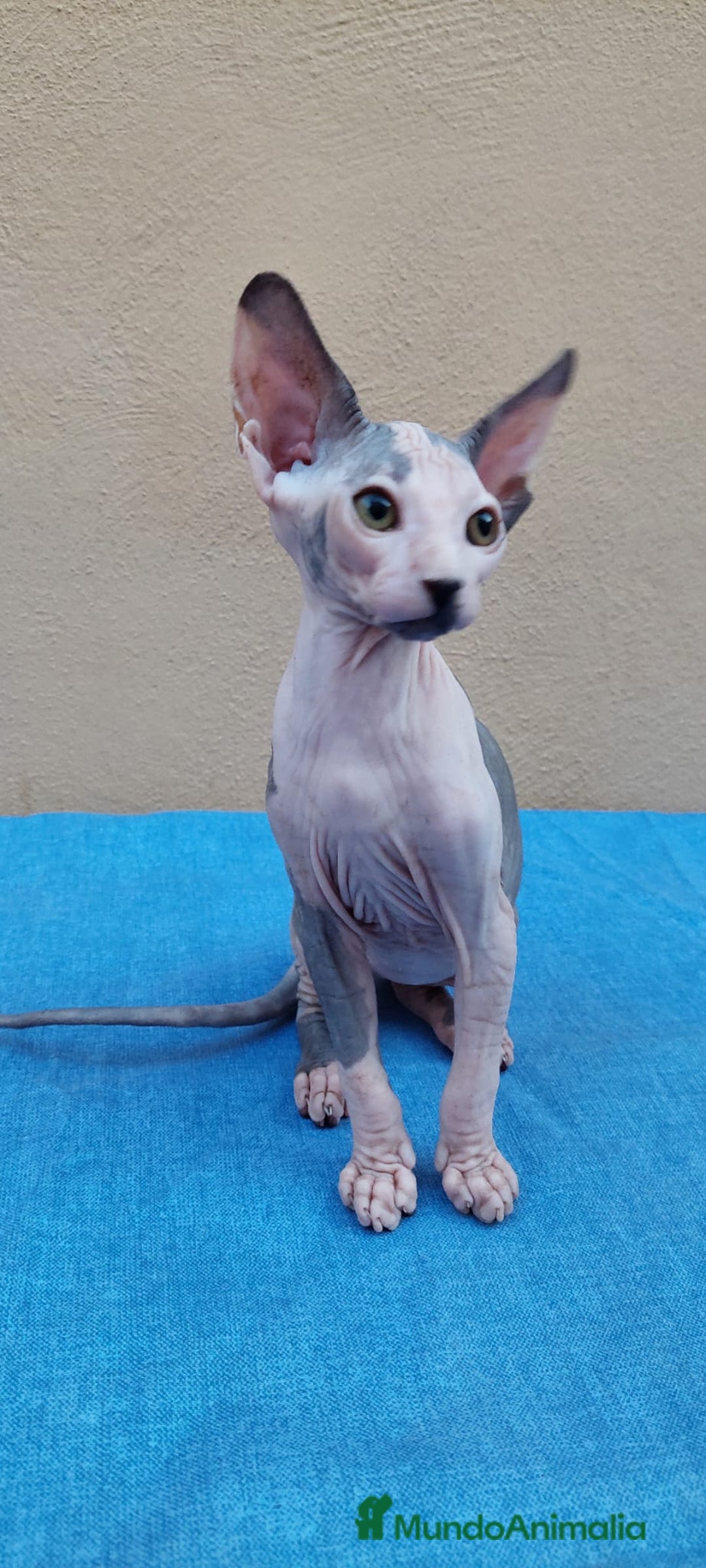 Sphynx gatos en venta: Preciosa hembrita lista para entregar  - Imagen 1